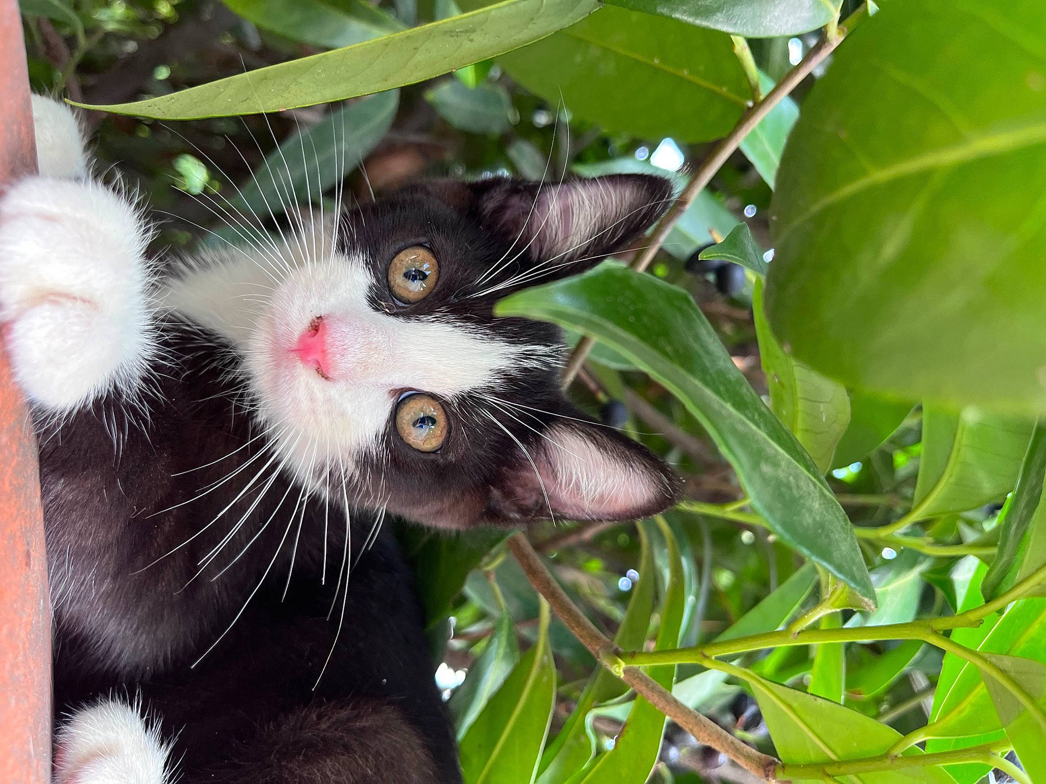 Monti a rejoint le concours — aidez-le/la à gagner de superbes lots ! carnivore, cat, domestic_short_haired_cat, felidae, flowering_plant, fur, grass, leaf, plant, small_to_medium_sized_cats, snout, tail, terrestrial_animal, terrestrial_plant, tree, whiskers