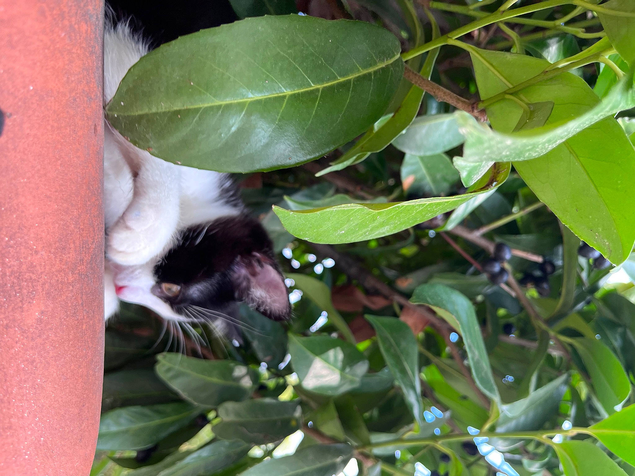 Princesse participe au concours pour gagner de l'argent avec cette photo : carnivore, cat, felidae, flowering_plant, fruit, grass, herb, leaf, plant, plant_stem, small_to_medium_sized_cats, tail, terrestrial_animal, terrestrial_plant, tree, twig