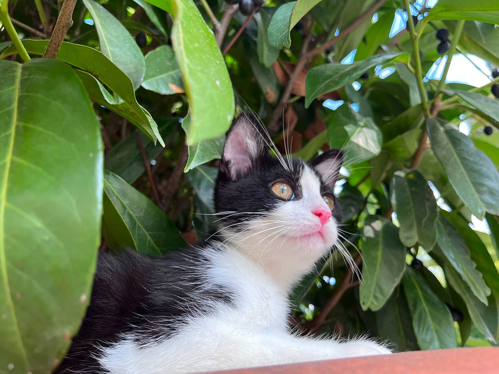 Princesse participe au concours pour gagner de l'argent avec cette photo : carnivore, cat, domestic_short_haired_cat, felidae, fur, grass, leaf, plant, small_to_medium_sized_cats, snout, tail, terrestrial_plant, tree, twig, whiskers, window