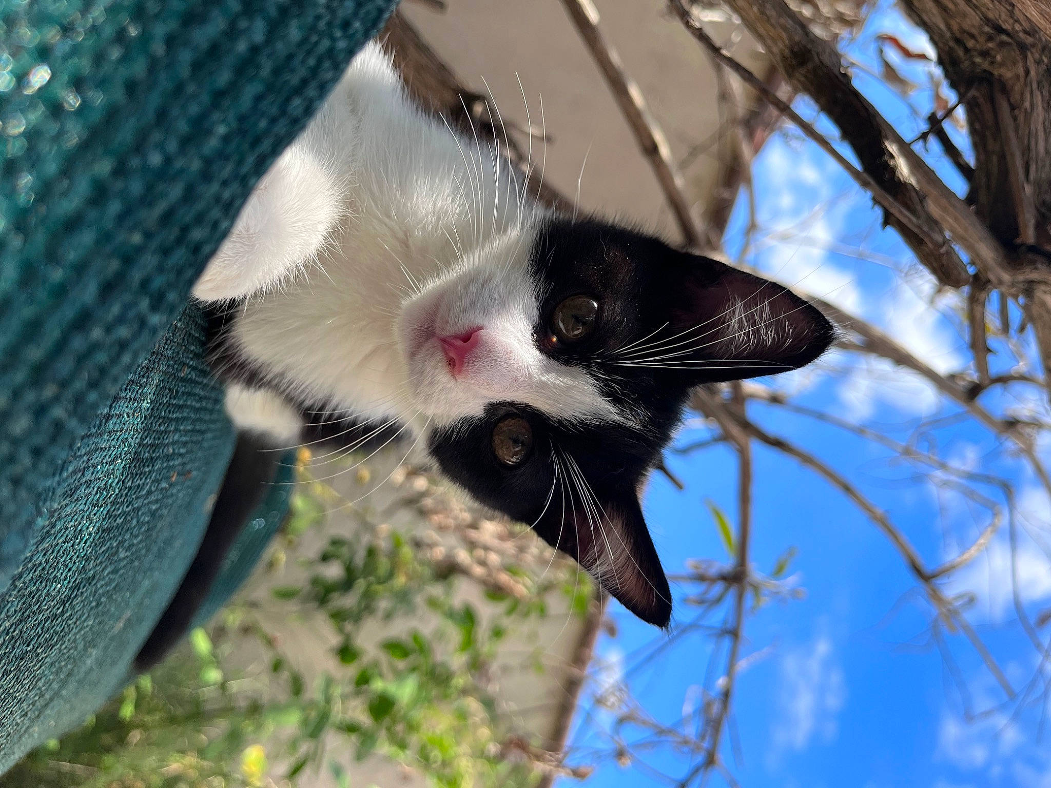 Princesse participe au concours pour gagner de l'argent avec cette photo : bat, beak, cloud, felidae, fur, piciformes, plant, sky, snout, tail, terrestrial_animal, tree, trunk, twig, whiskers, wildlife, wing