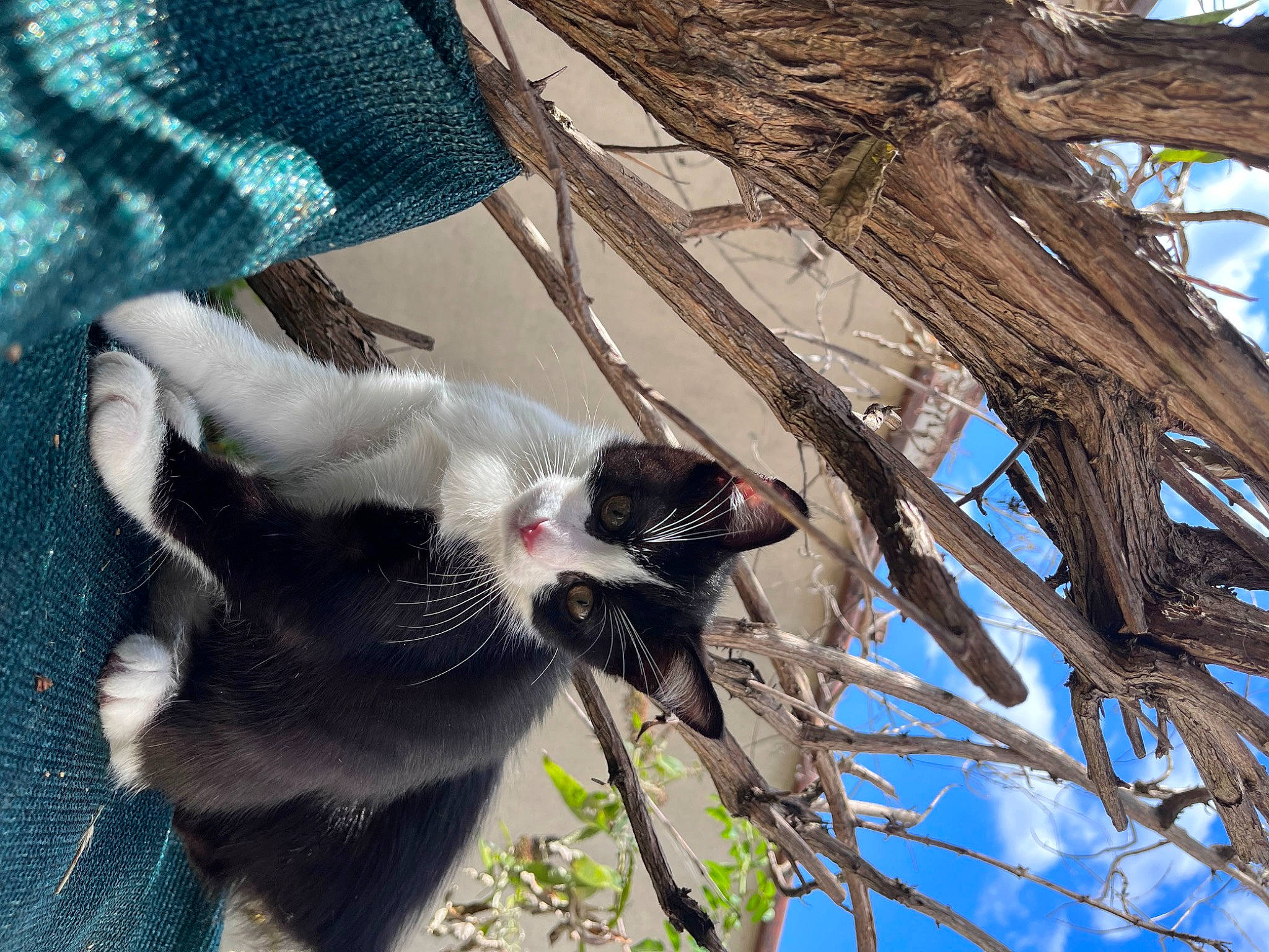 Princesse a rejoint le concours — aidez-le/la à gagner de superbes lots ! canidae, carnivore, cat, dog_breed, domestic_short_haired_cat, felidae, fur, plant, plant_stem, sky, small_to_medium_sized_cats, snout, tail, terrestrial_animal, tree, trunk, twig, whiskers, wood