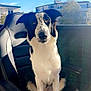 Bandy participe au concours pour gagner de l'argent avec cette photo : animal, black_and_white, blue_sky, calm, canine, chair, daylight, dog, domestic_animal, ears_up, friendly, furniture, house, outdoor, pet, portrait, relaxed, sitting, spotty, sunlight
