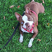 Sophia joined the competition — help win amazing prizes! dog, brown_and_white, heterochromia, blue_eye, brown_eye, grass, leash, harness, pet, outdoor, canine, smiling, happy, animal, playful, ears_up, lying_down, nature, close_up, companion