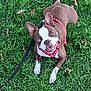 dog, brown_and_white, heterochromia, blue_eye, brown_eye, grass, leash, harness, pet, outdoor, canine, smiling, happy, animal, playful, ears_up, lying_down, nature, close_up, companion