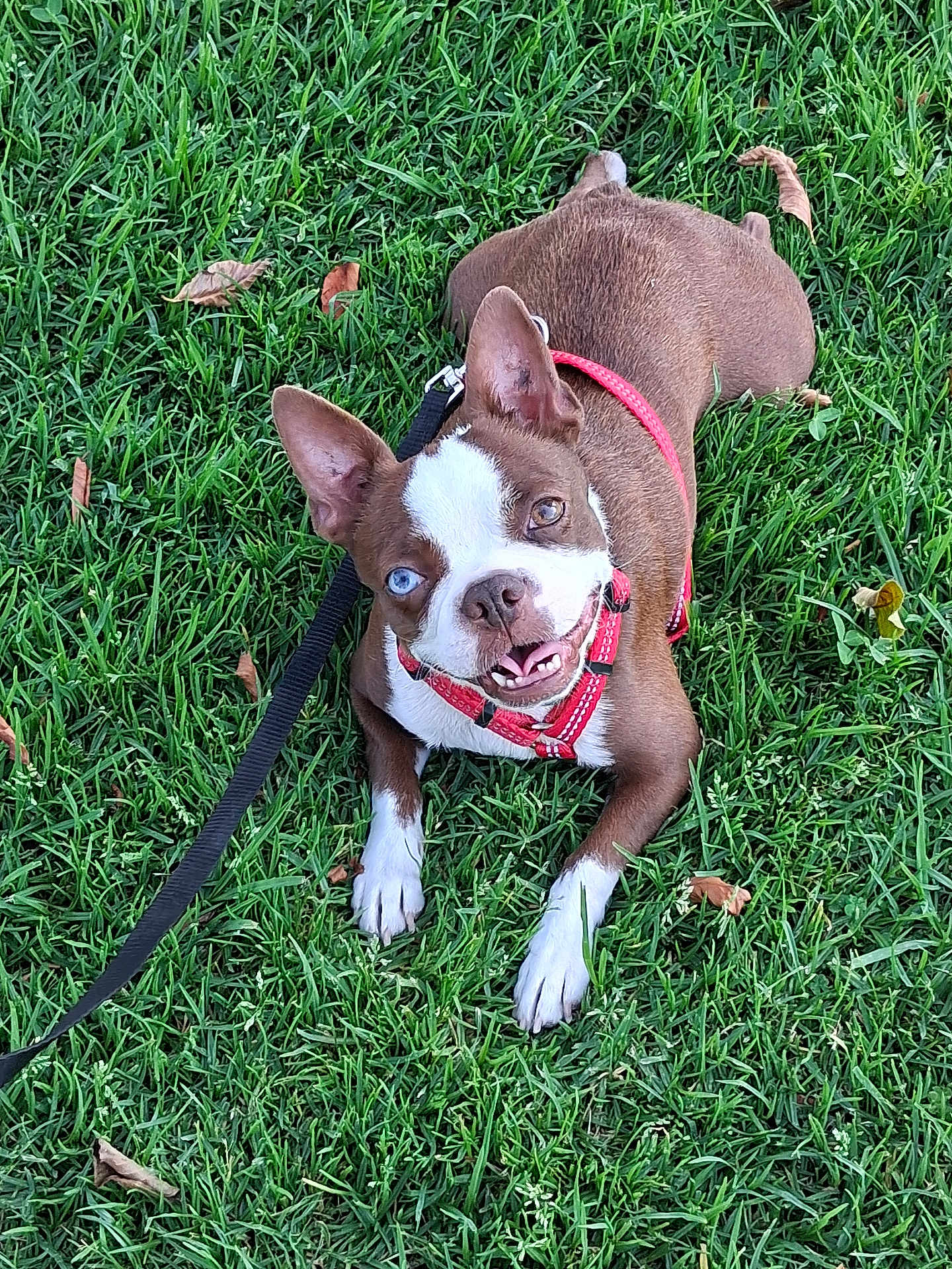Sophia joined the competition — help win amazing prizes! dog, brown_and_white, heterochromia, blue_eye, brown_eye, grass, leash, harness, pet, outdoor, canine, smiling, happy, animal, playful, ears_up, lying_down, nature, close_up, companion