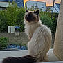 Idem participe au concours pour gagner de l'argent avec cette photo : animal, blue_eyes, calm, cat, clouds, fluffy, fur, garden, greenery, houses, long_hair, looking_back, nature, outdoor, peaceful, pet, residential, sky, sunset, windowsill
