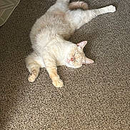 Loaf is registered to the contest to win money with this photo: cat, sleeping, carpet, indoor, fluffy, light, sunlight, relaxed, pet, animal, cream_color, feline, paw, tail, cozy, home, quiet, resting, cute, peaceful