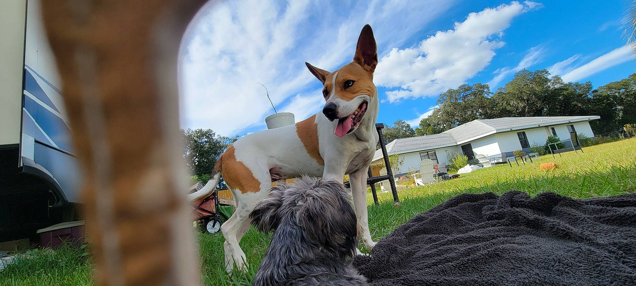 Chase joined the competition — help win amazing prizes! carnivore, cloud, collar, companion_dog, dog, dog_breed, dog_collar, dog_sports, dog_supply, fawn, grass, leash, leisure, plant, recreation, sky, sporting_group, tail, terrier, tree