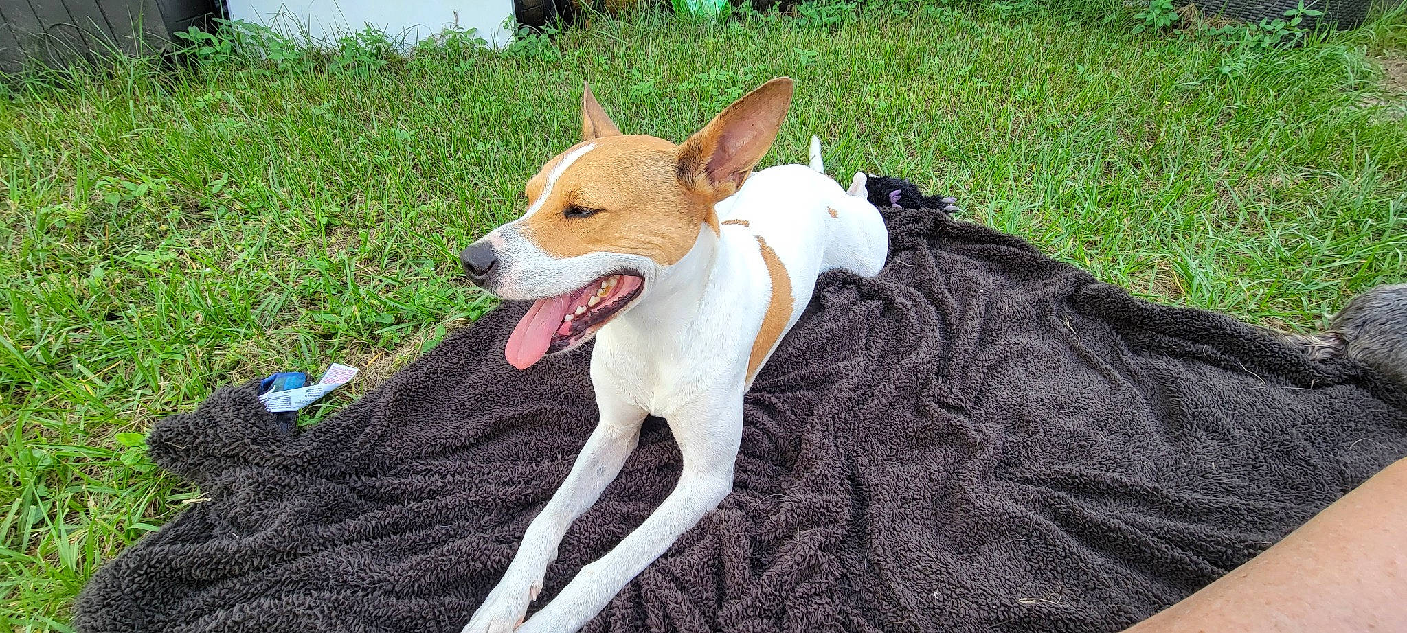 Chase is registered to the contest to win money with this photo: ancient_dog_breeds, canidae, carnivore, collar, companion_dog, dog, dog_breed, dog_collar, fawn, grass, hunting_dog, non_sporting_group, paw, snout, sporting_group, street_dog, tail, terrestrial_animal, working_animal