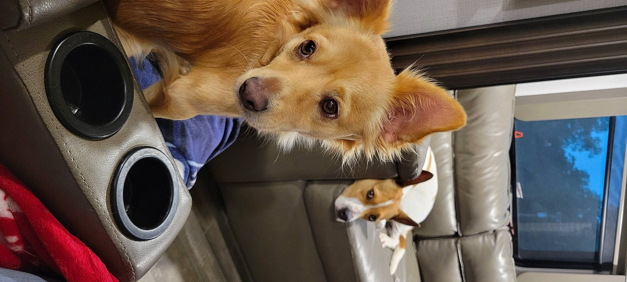 Little Man joined the competition — help win amazing prizes! canidae, car_seat, carnivore, collar, companion_dog, dog, dog_breed, dog_supply, fawn, fur, mammal, pomeranian, snapshot, snout, sporting_group, tail, vehicle_door, vertebrate, whiskers, working_animal