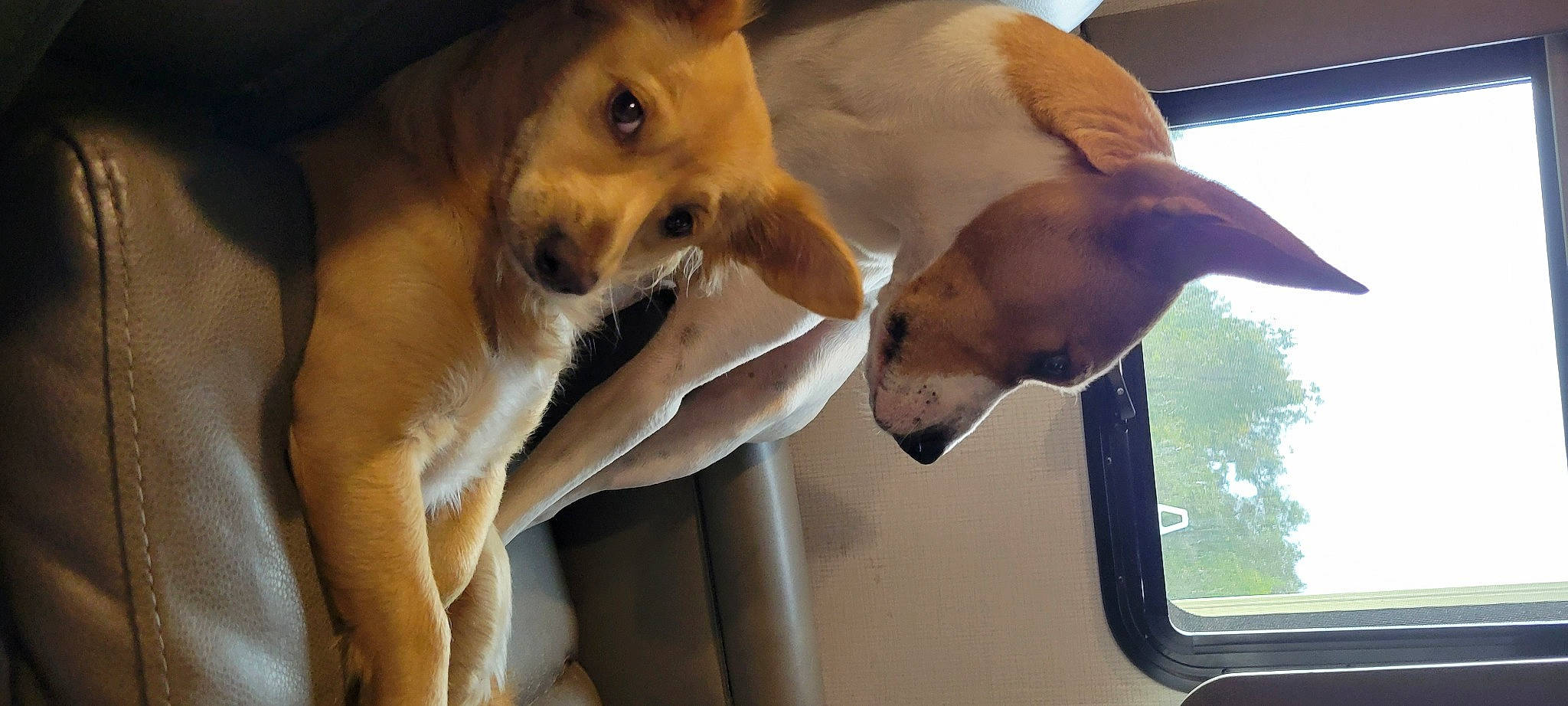 Little Man is registered to the contest to win money with this photo: canidae, carnivore, collar, comfort, companion_dog, dog, dog_breed, ear, fawn, fur, gesture, mammal, paw, pet_supply, snout, sporting_group, vehicle, whiskers, window, working_animal