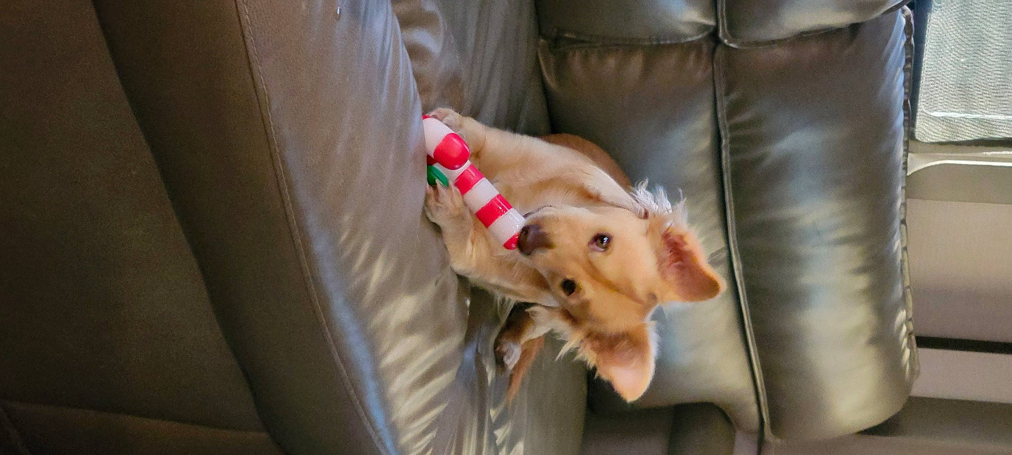 Little Man is registered to the contest to win money with this photo: canidae, carnivore, comfort, companion_dog, couch, dog, dog_breed, fawn, foot, fur, human_leg, mammal, non_sporting_group, paw, snout, sporting_group, toy_dog, whiskers, working_animal