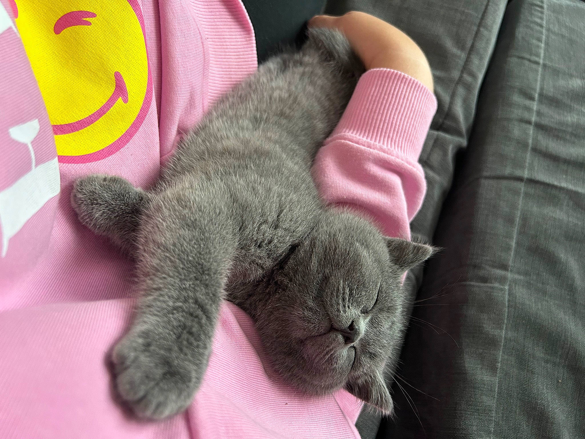 Phoebe joined the competition — help win amazing prizes! carmine, cat, claw, comfort, domestic_short_haired_cat, felidae, fur, gesture, grey, human_leg, linens, magenta, nap, sleeve, small_to_medium_sized_cats, snout, tail, whiskers, wool, woolen