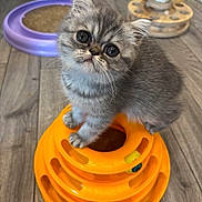 Asia joined the competition — help win amazing prizes! kitten, gray_cat, cat_toy, orange, indoor, flooring, curious, pet, playful, feline, whiskers, small_animal, cute, domestic_cat, toy_ball, wood_floor, close_up, young_cat, sitting, looking_up