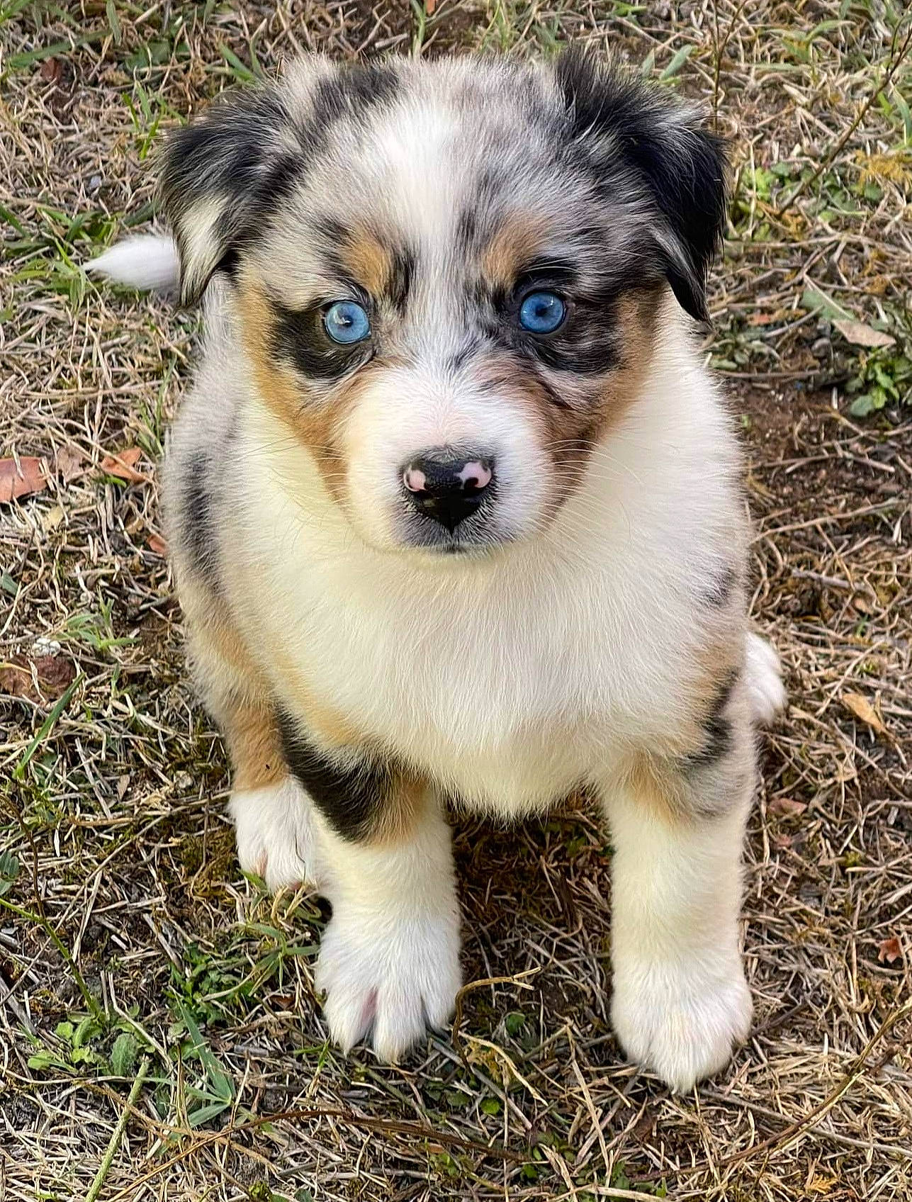 Téquila participe au concours pour gagner de l'argent avec cette photo : ancient_dog_breeds, art, australian_shepherd, carnivore, companion_dog, dog, dog_breed, grass, herding_dog, plant, soil, sporting_group, terrestrial_animal, toy_dog, whiskers, working_dog