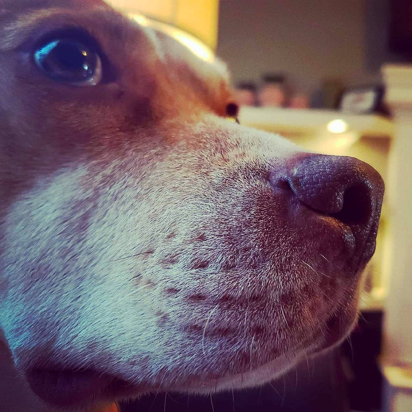 Lenny is registered to the contest to win money with this photo: canidae, carnivore, close_up, dog, dog_breed, ear, eye, face, head, jaw, labrador_retriever, mouth, nose, puppy, selfie, snout, sporting_group, vizsla, weimaraner, whiskers