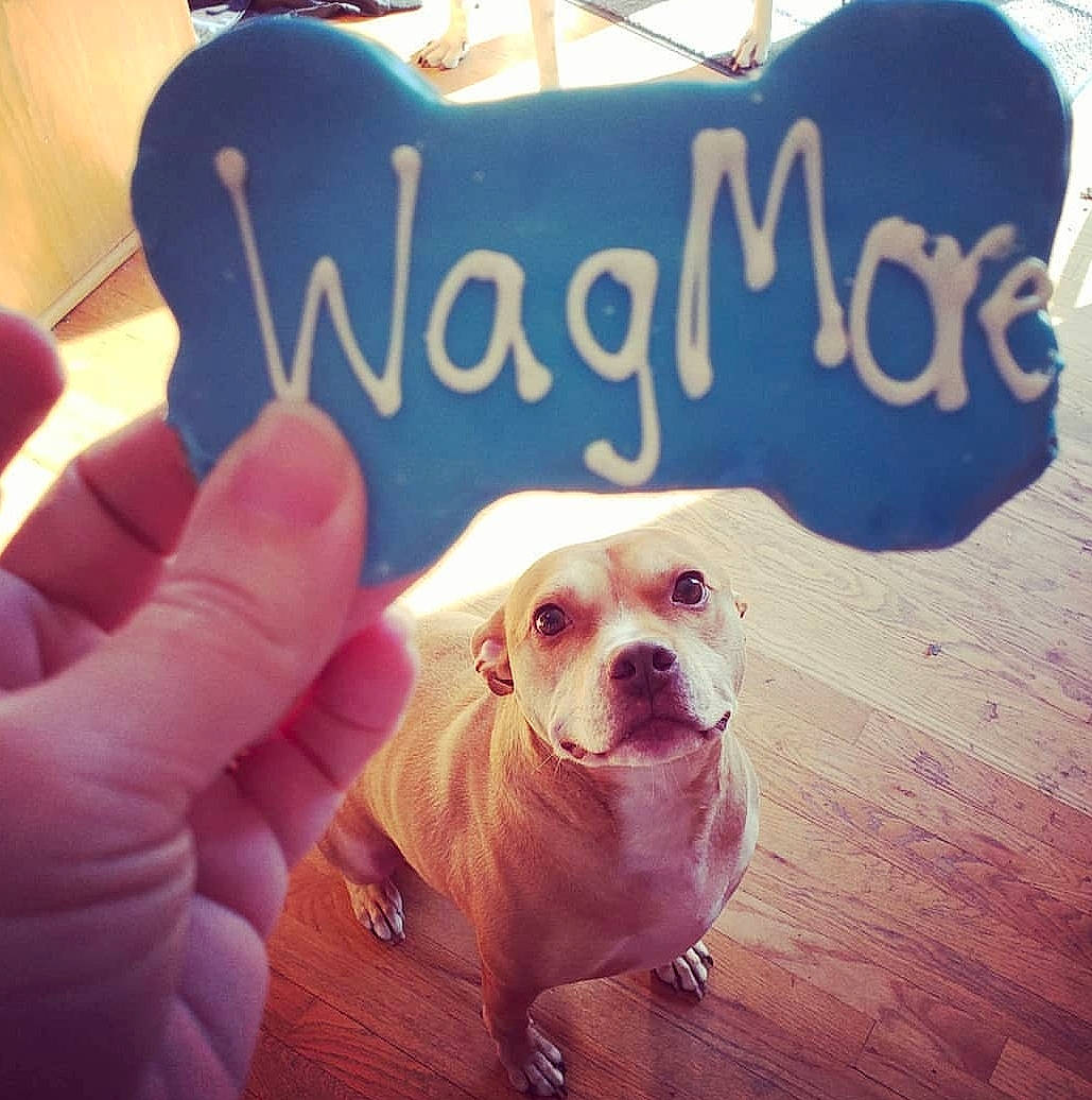 Lenny joined the competition — help win amazing prizes! bulldog, canidae, carnivore, cloud, companion_dog, cool, dog, dog_breed, fawn, font, happy, love, non_sporting_group, photo_caption, pit_bull, puppy, puppy_love, sky