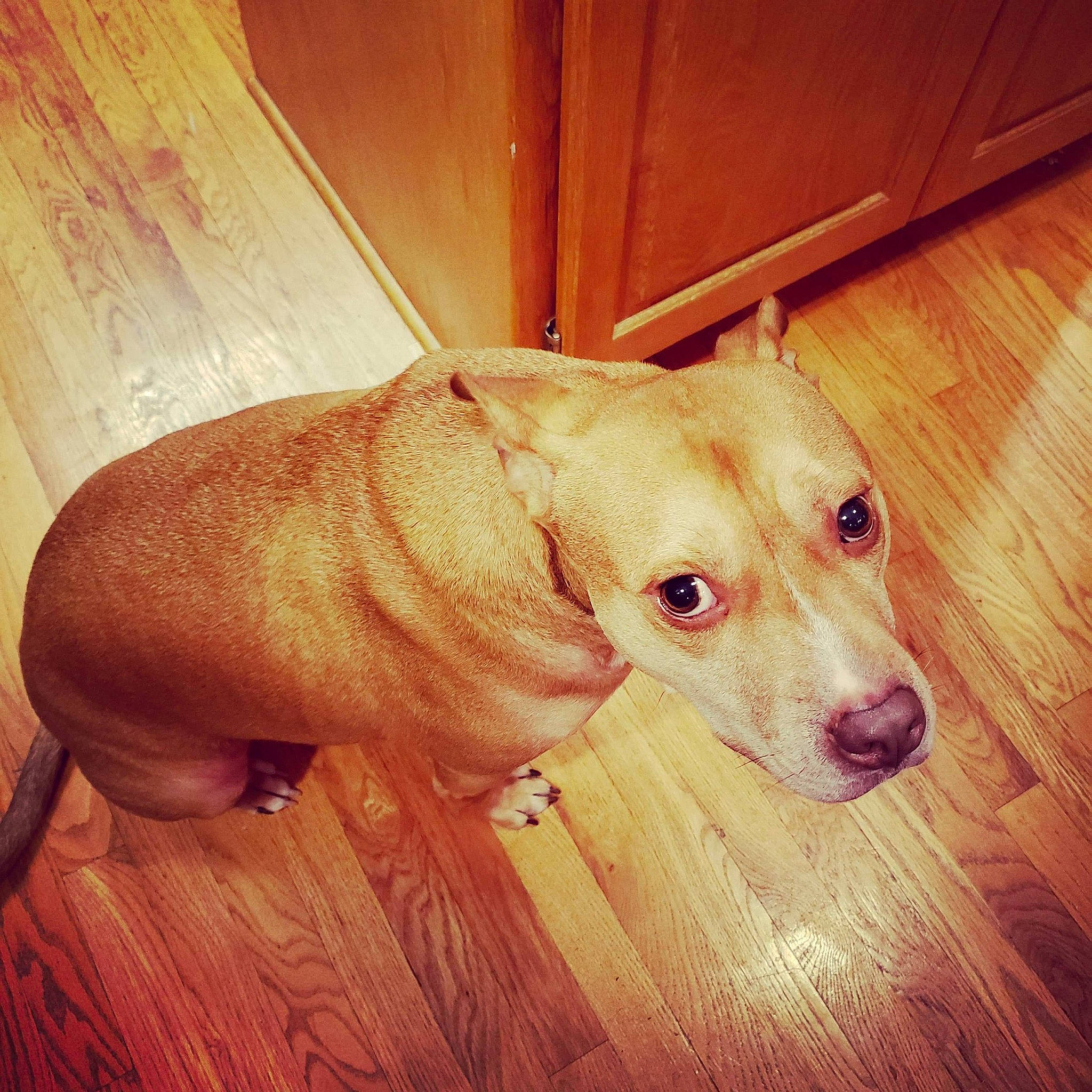 Lenny is registered to the contest to win money with this photo: american_pit_bull_terrier, canidae, carnivore, companion_dog, dog, dog_breed, ear, fawn, floor, flooring, hardwood, mammal, non_sporting_group, pit_bull, potcake_dog, puppy, puppy_love, snout, sporting_group, whiskers