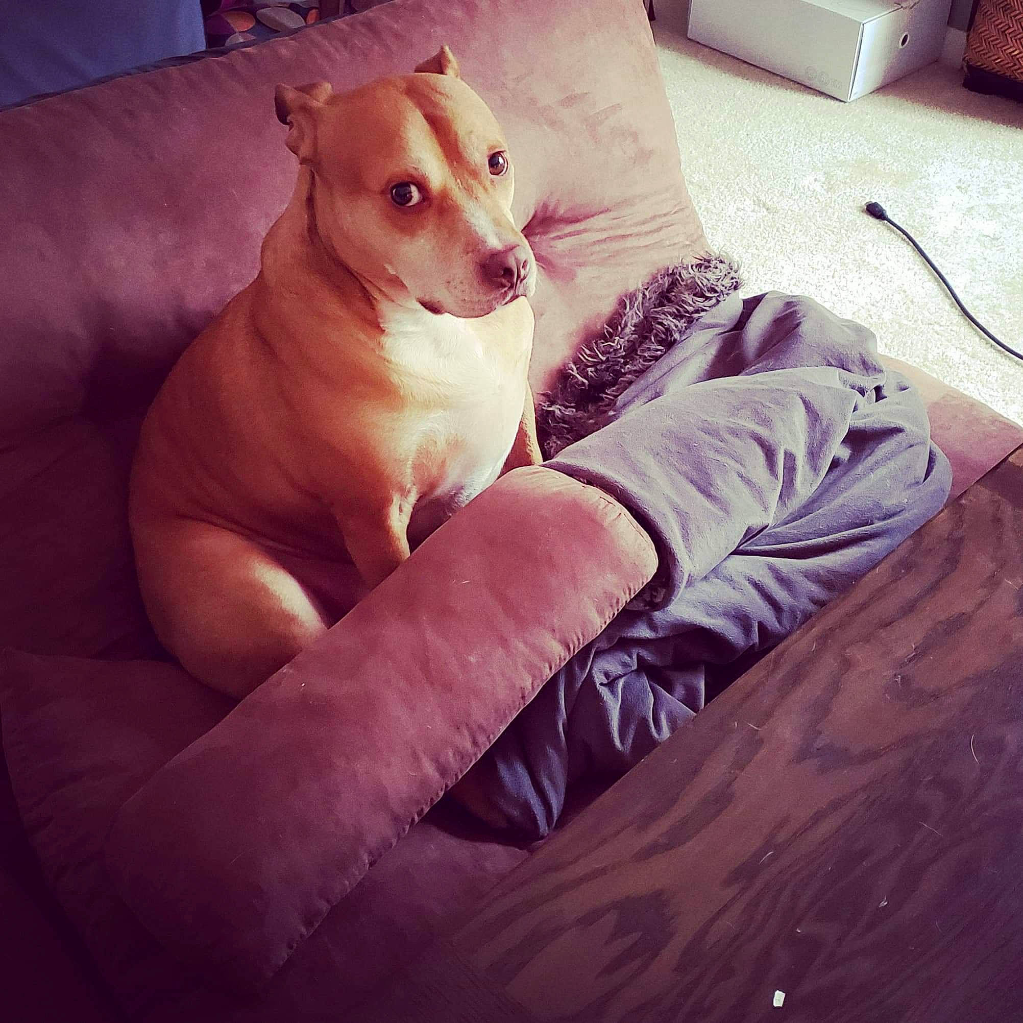 Lenny is registered to the contest to win money with this photo: canidae, carnivore, cat, chair, comfort, companion_dog, couch, dog, dog_breed, fawn, furniture, lurcher, puppy, puppy_love, toy_dog, whiskers