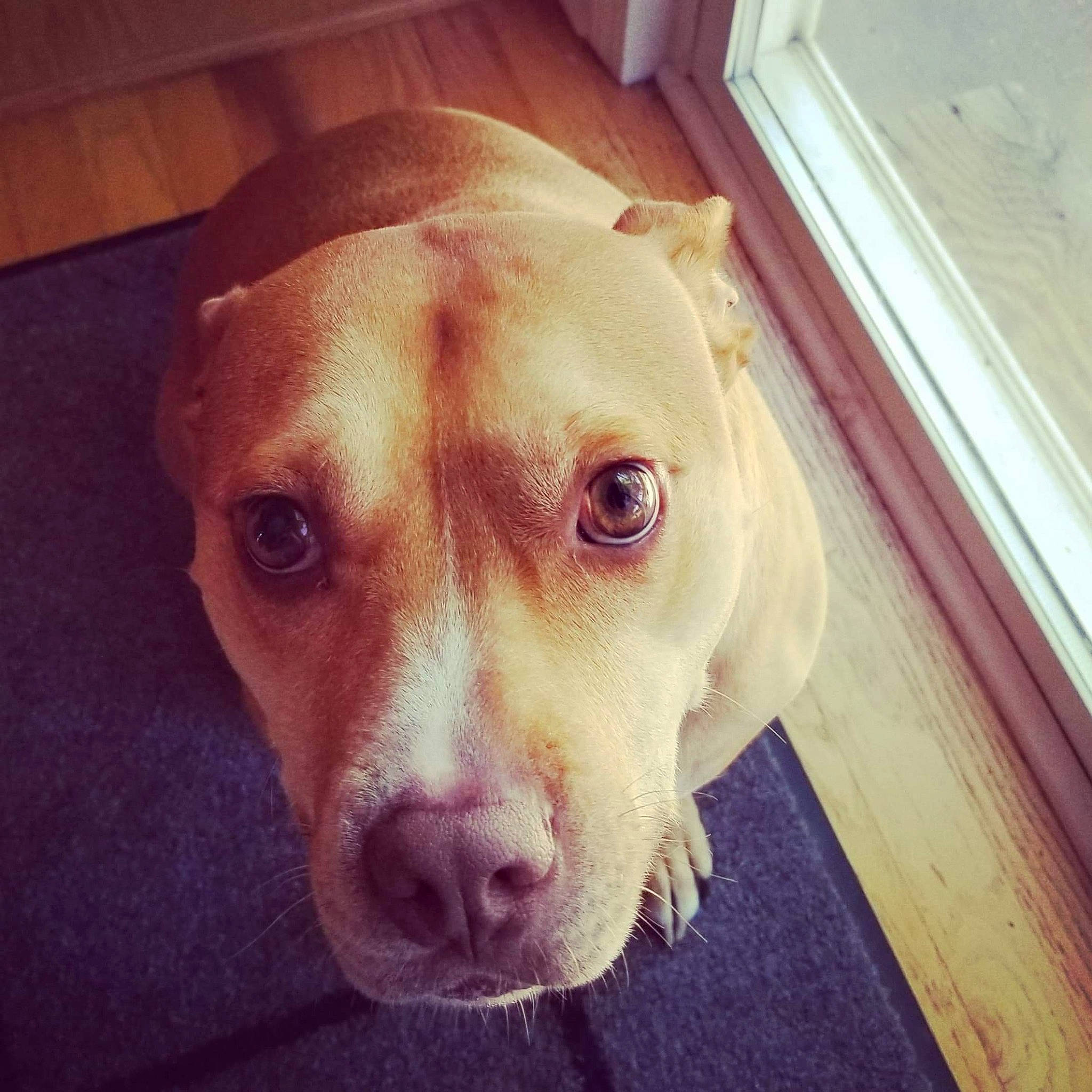 Lenny is registered to the contest to win money with this photo: american_pit_bull_terrier, beagador, canidae, carnivore, dog, dog_breed, ear, eye, fawn, head, labrador_retriever, mammal, non_sporting_group, nose, pit_bull, puppy, puppy_love, snout, sporting_group, whiskers