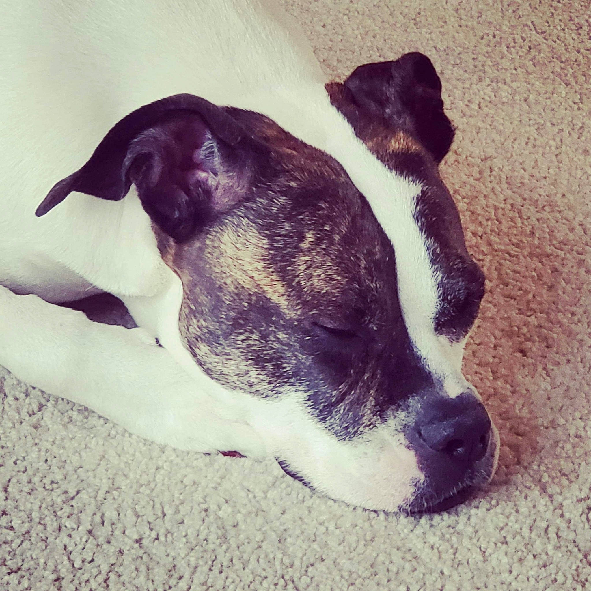 Rey-rey joined the competition — help win amazing prizes! boston_terrier, canidae, carnivore, companion_dog, dog, dog_breed, ear, fawn, mammal, non_sporting_group, pointer, puppy, puppy_love, snout, sporting_group, tail, valley_bulldog