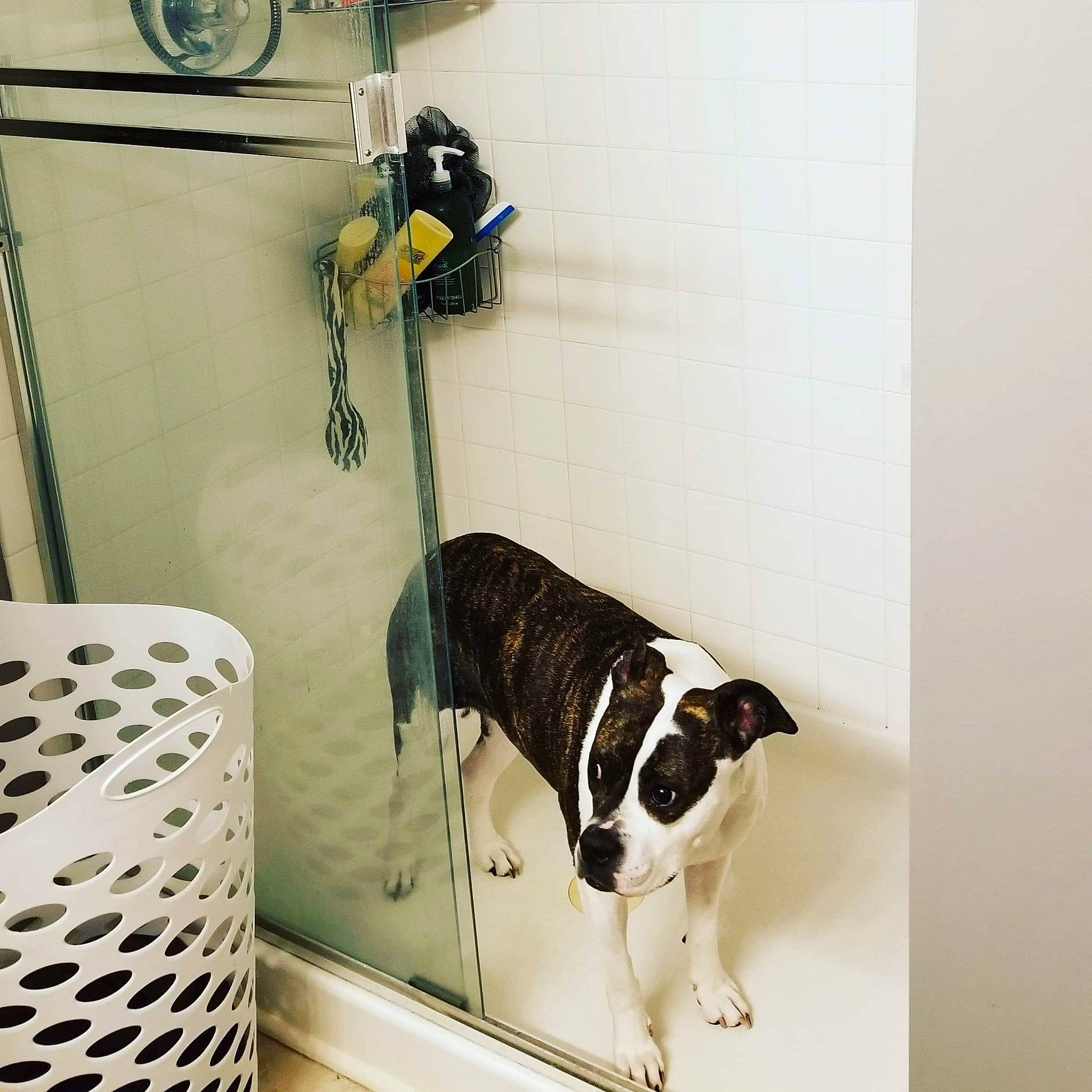 Rey-rey is registered to the contest to win money with this photo: american_bulldog, boston_terrier, canidae, carnivore, dog, dog_breed, door, floor, home, house, interior_design, non_sporting_group, room, sporting_group, tile, wall