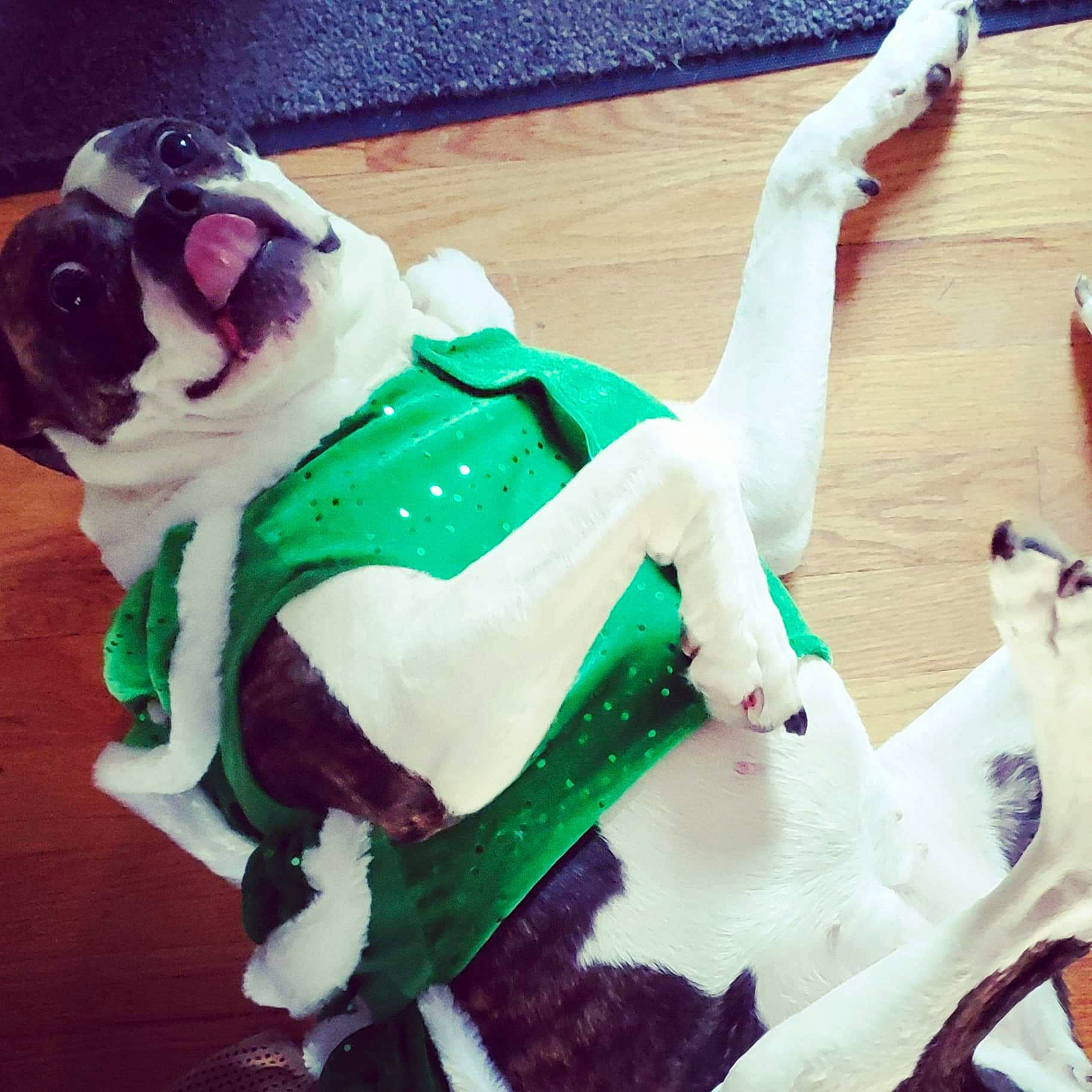 Rey-rey joined the competition — help win amazing prizes! boston_terrier, canidae, carnivore, companion_dog, cool, dog, fawn, french_bulldog, green, non_sporting_group, pug, tail