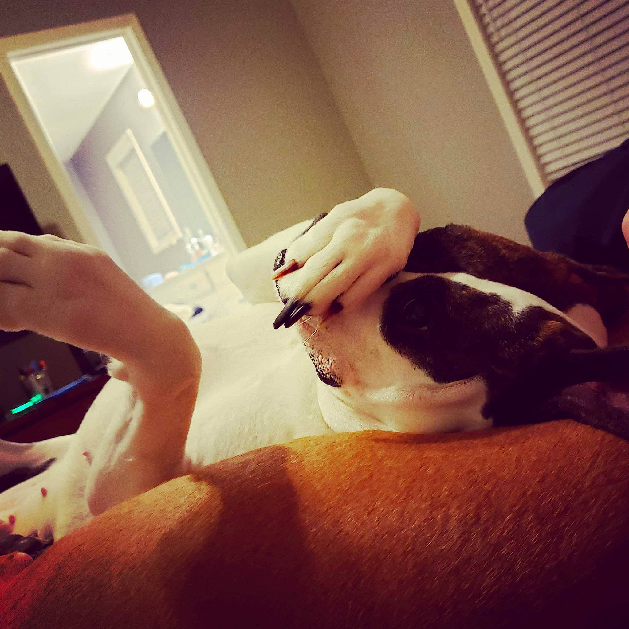 Rey-rey joined the competition — help win amazing prizes! boston_terrier, canidae, carnivore, cat, ear, finger, hand, leg, nail, non_sporting_group, selfie, skin