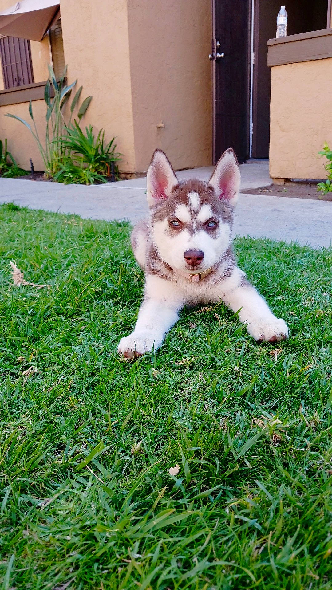 Lola Neri Arriaga joined the competition — help win amazing prizes! canidae, carnivore, companion_dog, dog, dog_breed, door, fawn, garden, grass, groundcover, non_sporting_group, plant, snout, sporting_group, tail, terrestrial_animal, whiskers, window, working_animal, yard