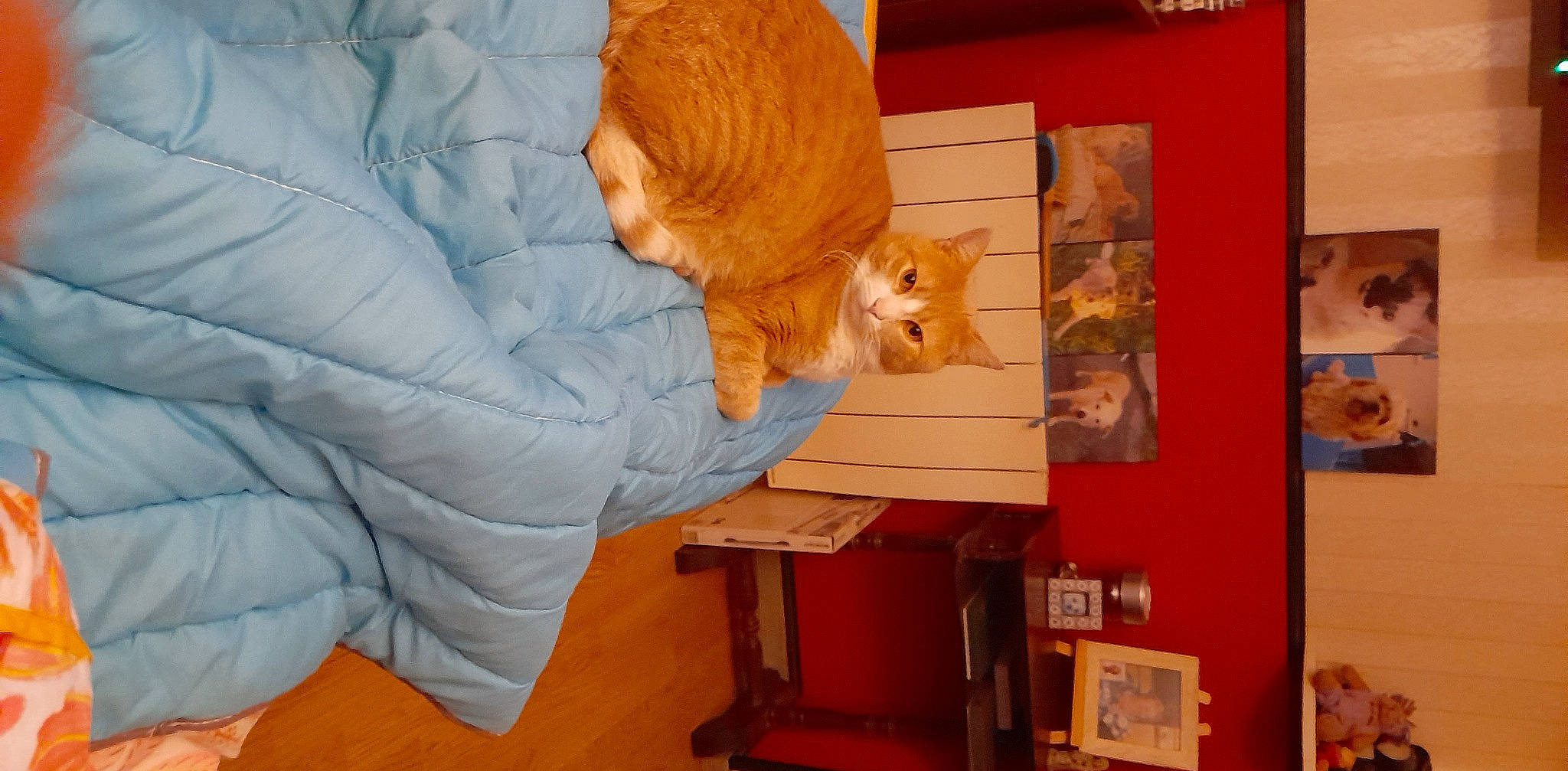 Sweety a rejoint le concours — aidez-le/la à gagner de superbes lots ! art, bookcase, carnivore, cat, child, comfort, companion_dog, domestic_short_haired_cat, felidae, fur, illustration, orange, room, shelf, shelving, small_to_medium_sized_cats, tail, visual_arts, whiskers, wood