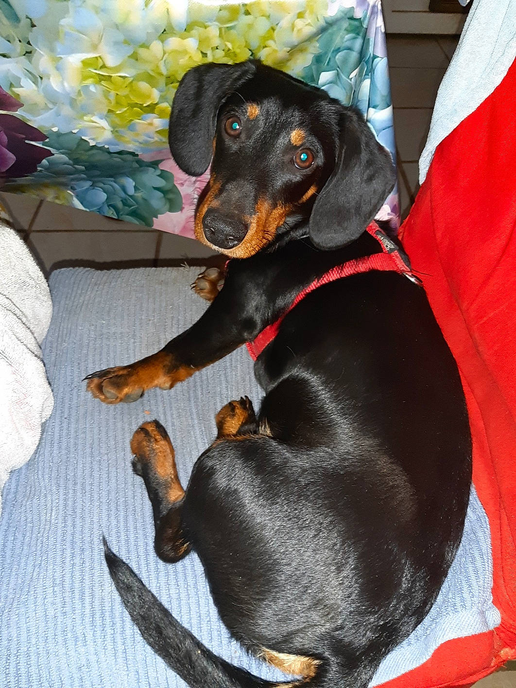 Alvinnn participe au concours pour gagner de l'argent avec cette photo : carnivore, collar, comfort, companion_dog, dog, dog_breed, dog_collar, dog_supply, fawn, hound, liver, mammal, montenegrin_mountain_hound, pet_supply, pinscher, snout, sporting_group, toy_dog, vertebrate, working_animal