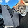 Lola joined the competition — help win amazing prizes! kitten, cat, towel, seatbelt, person, car, blue_sky, clouds, fur, closeup, travel, lap, cozy, comfort, young_animal, pet, domestic_animal, indoor, secure, resting