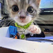 Lola joined the competition — help win amazing prizes! kitten, cat, close_up, blurry, green_collar, paw, indoor, desk, papers, basket, computer_monitor, electronics, curious, pet, feline, whiskers, tabby, collar_bell, office, clutter