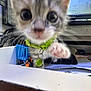 kitten, cat, close_up, blurry, green_collar, paw, indoor, desk, papers, basket, computer_monitor, electronics, curious, pet, feline, whiskers, tabby, collar_bell, office, clutter