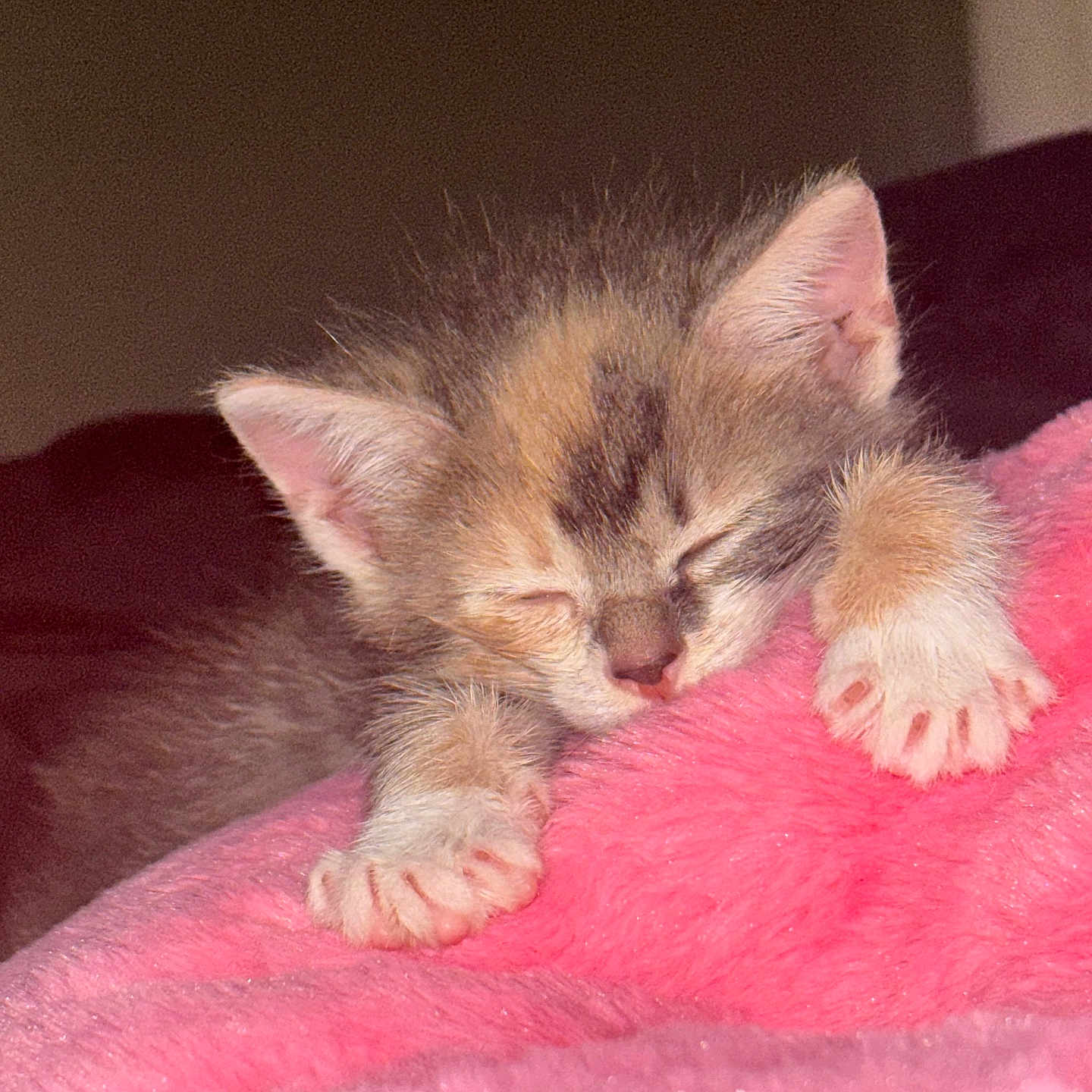 Lola is registered to the contest to win money with this photo: animal, cat, close_up, comfort, cozy, cute, feline, fur, indoor, kitten, paw, peaceful, pet, pink_blanket, resting, sleeping, small, soft_texture, warm_light, young