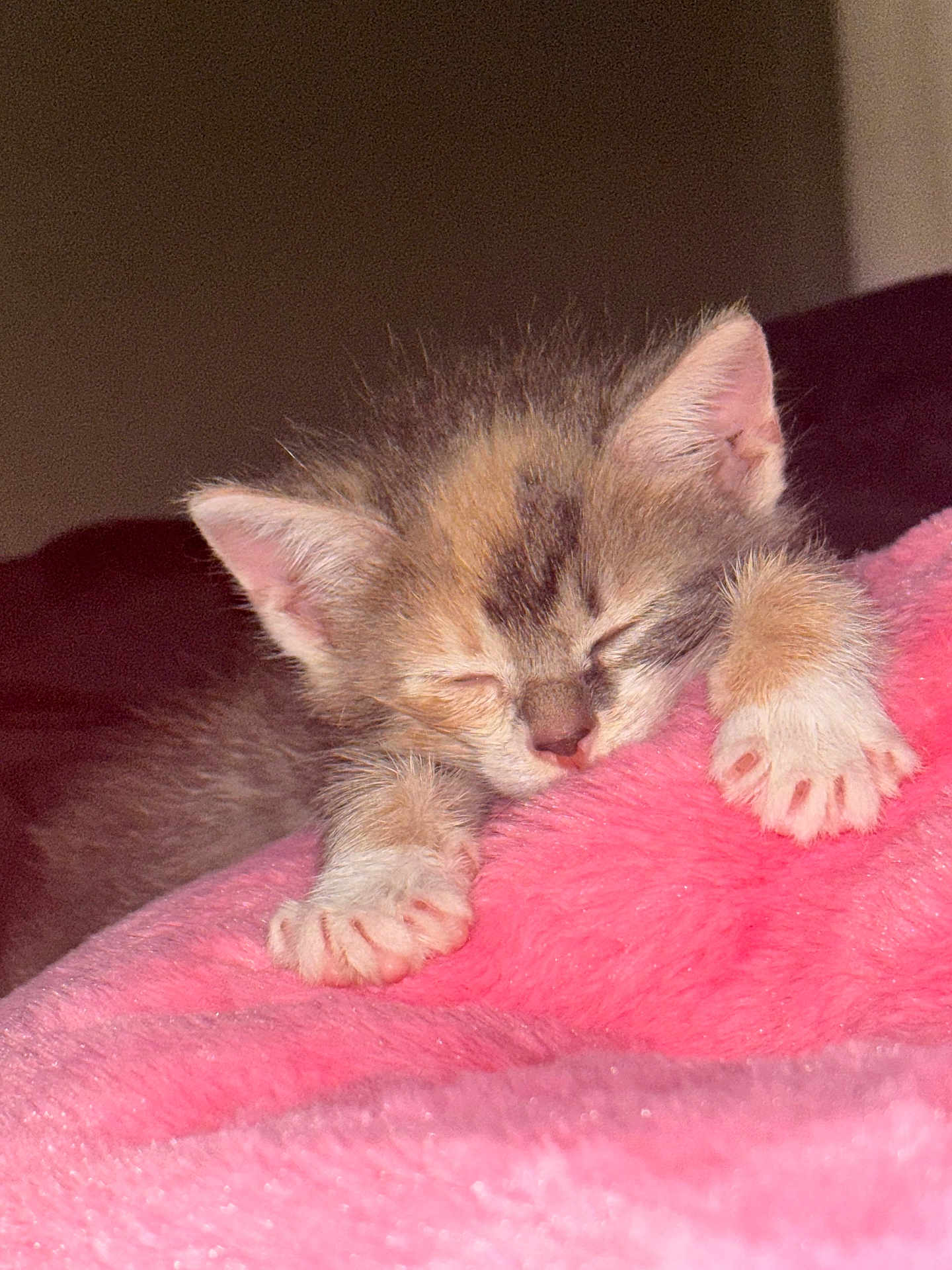 Lola is registered to the contest to win money with this photo: kitten, sleeping, cat, paw, fur, pink_blanket, soft_texture, close_up, animal, pet, cute, cozy, resting, indoor, young, small, peaceful, feline, warm_light, comfort