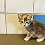 Lola joined the competition — help win amazing prizes! kitten, cat, young, feline, fur, curious, animal, pet, small, cute, standing, indoor, tile, countertop, whiskers, ears, paws, closeup, gray, orange
