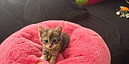 Lola is registered to the contest to win money with this photo: kitten, cat, pet, pink_cushion, fluffy, bedroom, bed, blanket, pillows, indoor, cute, small, animal, collar, bell, resting, cozy, soft, furniture, window_light