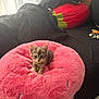 kitten, cat, pet, pink_cushion, fluffy, bedroom, bed, blanket, pillows, indoor, cute, small, animal, collar, bell, resting, cozy, soft, furniture, window_light