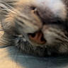 animal, blurry, cat, close_up, face, feline, fluffy, fur, gray_fur, indoors, letterbox, muzzle, nose, pet, portrait, relaxed, sleepy, soft_lighting, whiskers, white_fur