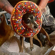 Zezett participe au concours pour gagner de l'argent avec cette photo : bed, big_eyes, black_and_brown_fur, blanket, companion, cone_collar, costume, cute, dog, donut_costume, funny, human_arm, indoor, pet, plush_toy, portrait, small_dog, sprinkles, tag, tattoo