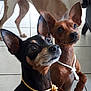 background_dog, black_dog, brown_dog, closeup, curious, dog, dogs, ears_upright, furniture, indoor, looking_up, miniature_pinscher, nose, paws, pet, portrait, rope_leash, tile_floor, two_dogs, whiskers