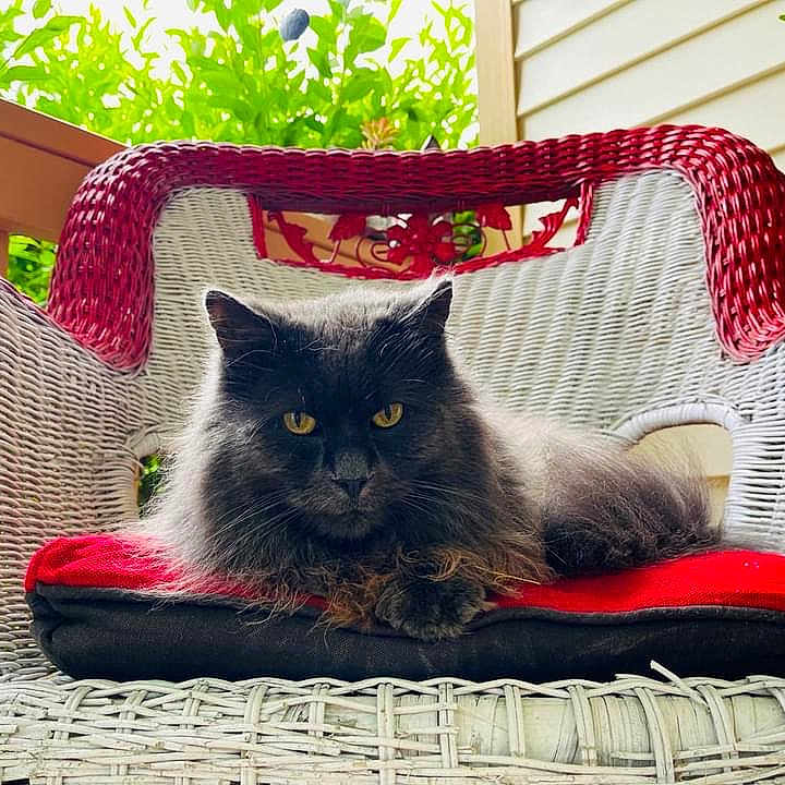 Journey is registered to the contest to win money with this photo: accessories, angora, animal, bag, cat, chair, chaise, cushion, furniture, handbag, homedecor, kitten, pet, pillow