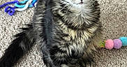 Tito is registered to the contest to win money with this photo: cat, kitten, tabby, long_hair, fluffy, fur, whiskers, ears, eyes, nose, portrait, sitting, carpet, indoor, pet, animal, cat_toy, string_toy, colorful, closeup