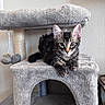 Tito is registered to the contest to win money with this photo: cat, kitten, tabby, fur, whiskers, ears, eyes, pet, animal, cat_tree, scratching_post, platform, toy, mouse_toy, indoor, home, living_room, portrait, fluffy, sitting