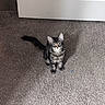 Tito is registered to the contest to win money with this photo: cat, kitten, tabby, long_hair, fluffy, furry, sitting, standing, looking_at_camera, blue_eyes, whiskers, ears, tail, indoors, carpet, floor, door, home, pet, animal
