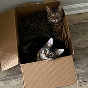 Tito joined the competition — help win amazing prizes! cat, cats, kitten, tabby, black_cat, box, cardboard, indoors, wood_floor, pet, animal, feline, whiskers, ears, eyes, sitting, lying_down, curious, portrait, home