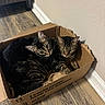 cats, tabby_cats, pets, animals, kitten, adult_cat, cardboard_box, indoors, wood_floor, home, curious, sitting, cuddling, fur, whiskers, ears, eyes, striped_fur, shipping_box, cozy