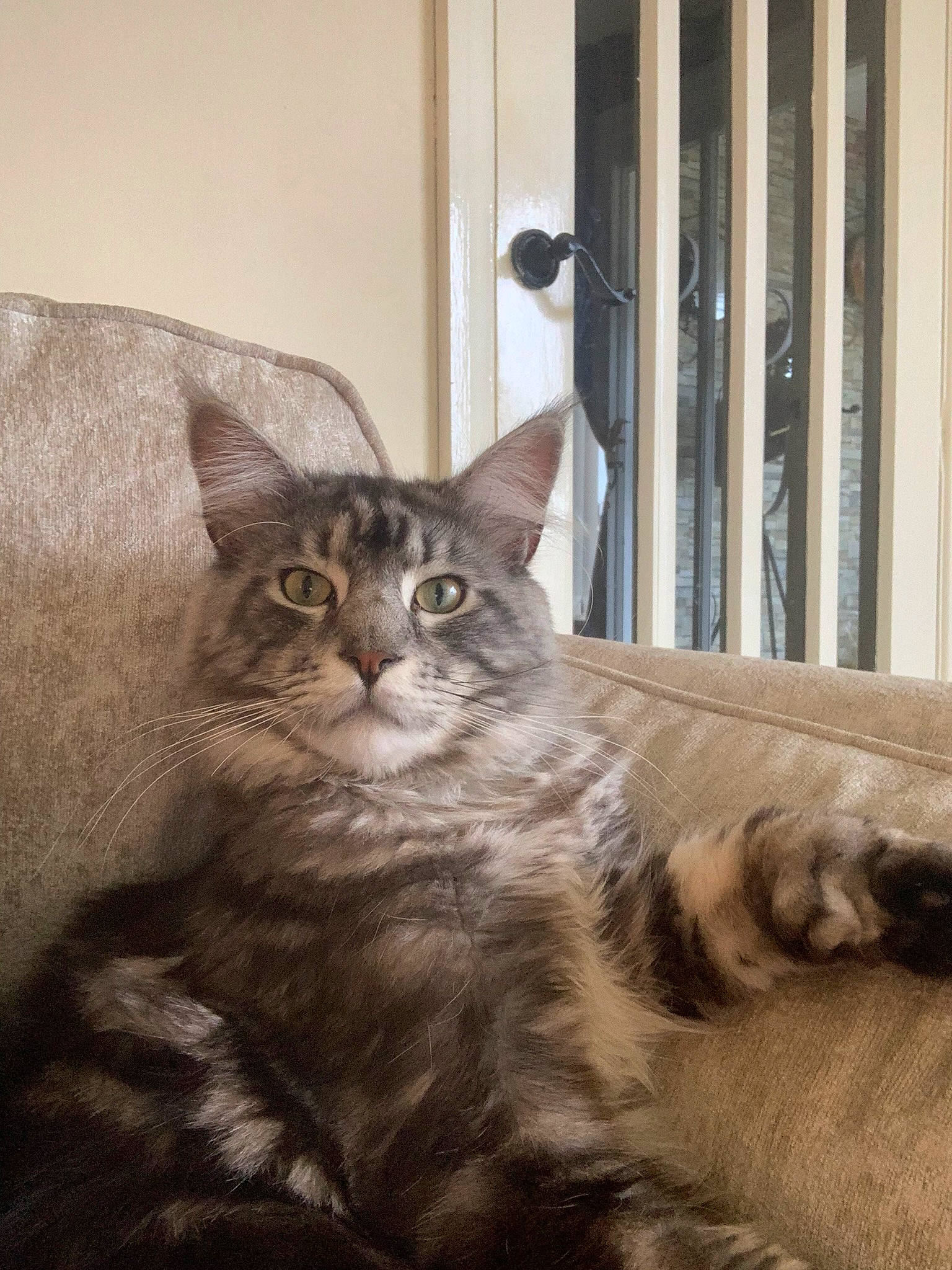 Koa is registered to the contest to win money with this photo: carnivore, cat, comfort, couch, domestic_short_haired_cat, door, eye, felidae, fur, houseplant, sitting, small_to_medium_sized_cats, snout, tail, terrestrial_animal, tree, whiskers, wildlife, window, wood