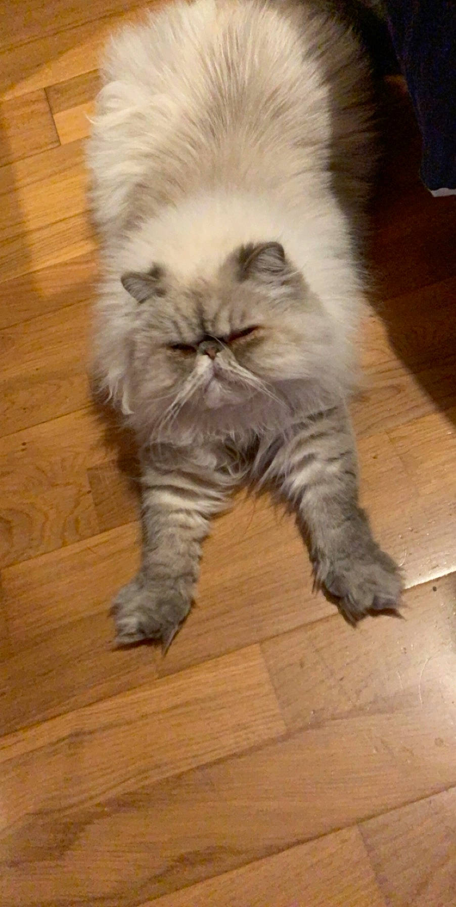 Pablo a rejoint le concours — aidez-le/la à gagner de superbes lots ! asian, asian_semi_longhair, british_longhair, british_semi_longhair, carnivore, cat, domestic_long_haired_cat, fawn, felidae, fur, himalayan, kitten, mammal, napoleon_cat, paw, persian, siberian, small_to_medium_sized_cats, tail, whiskers